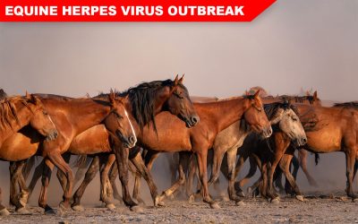 Important Information for Horse Owners in Colorado