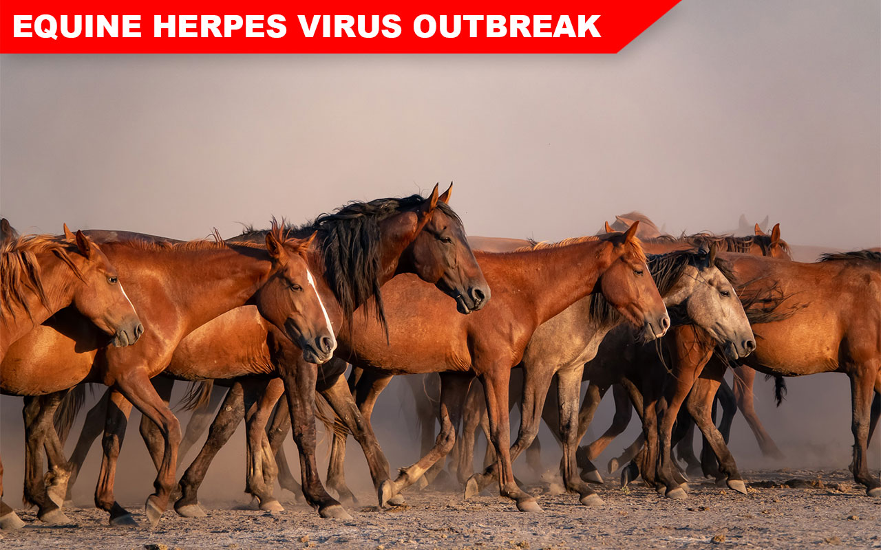 herd of wild horses photo